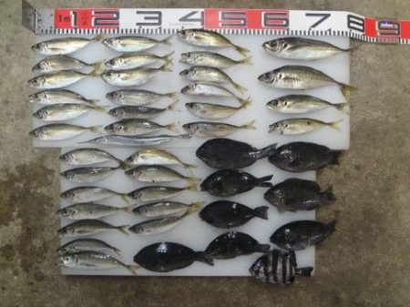 のとじま臨海公園海づりセンター 釣果