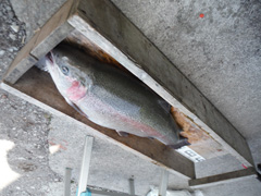 すそのフィッシングパーク 釣果