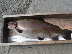 すそのフィッシングパーク 釣果