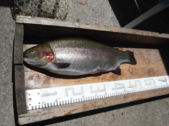 すそのフィッシングパーク 釣果