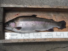 すそのフィッシングパーク 釣果