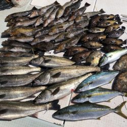 ふじしめ丸 釣果