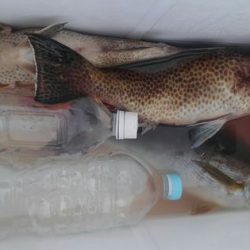 遊漁船 新鋭丸 釣果