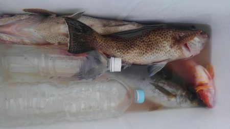 遊漁船 新鋭丸 釣果