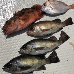 第二辰丸 釣果