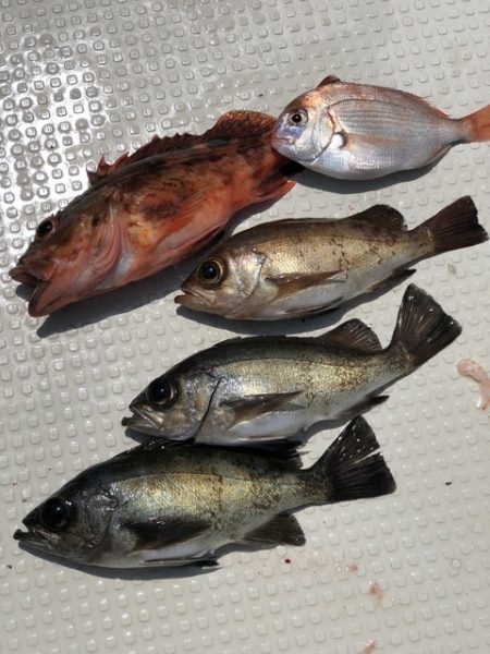 第二辰丸 釣果