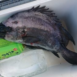 しば渡船 釣果