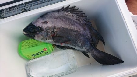 しば渡船 釣果