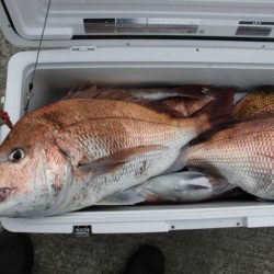 大進丸(新潟) 釣果