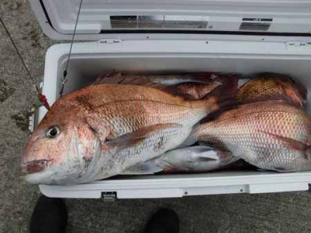 大進丸(新潟) 釣果