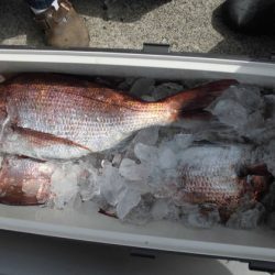 大進丸(新潟) 釣果