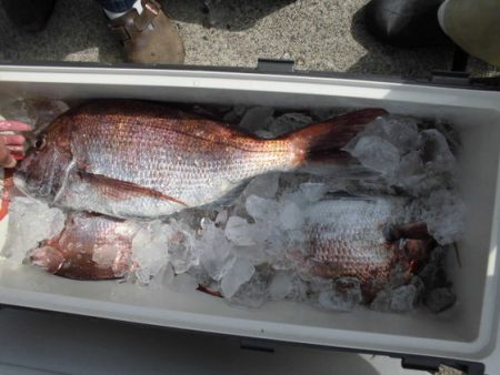 大進丸(新潟) 釣果