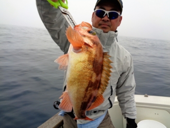鯛紅丸 釣果