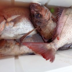 鯛紅丸 釣果