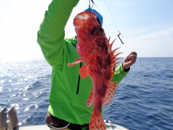 鯛紅丸 釣果