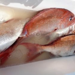 鯛紅丸 釣果