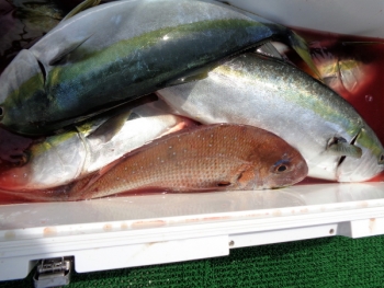 鯛紅丸 釣果