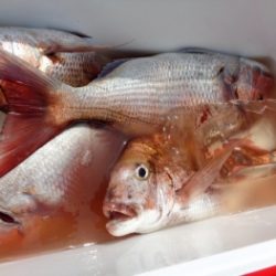 鯛紅丸 釣果