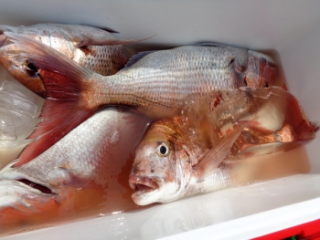 鯛紅丸 釣果