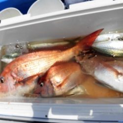 鯛紅丸 釣果