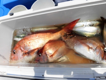 鯛紅丸 釣果