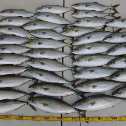 Hit Rush(ヒット ラッシュ） 釣果