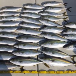 Hit Rush(ヒット ラッシュ） 釣果