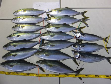 Hit Rush(ヒット ラッシュ） 釣果…