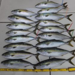 Hit Rush(ヒット ラッシュ) 釣果