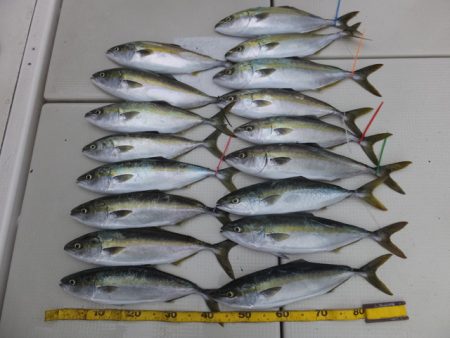 Hit Rush(ヒット ラッシュ） 釣果…