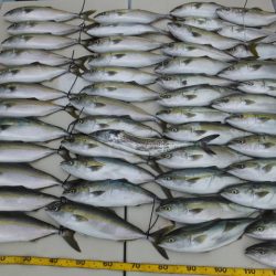 Hit Rush(ヒット ラッシュ） 釣果