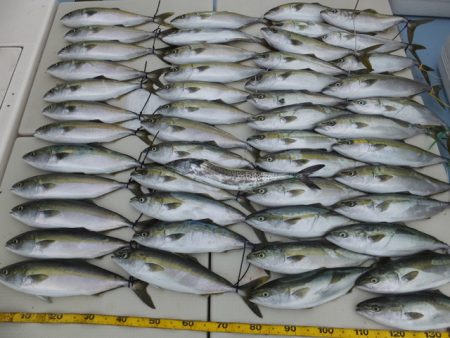 Hit Rush(ヒット ラッシュ） 釣果…