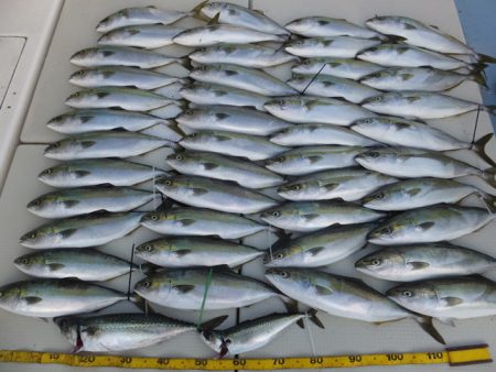 Hit Rush(ヒット ラッシュ） 釣果…