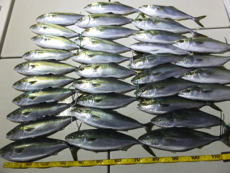 Hit Rush(ヒット ラッシュ） 釣果…