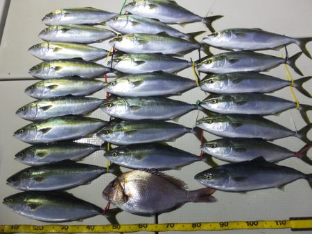 Hit Rush(ヒット ラッシュ） 釣果…