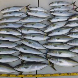 Hit Rush(ヒット ラッシュ） 釣果