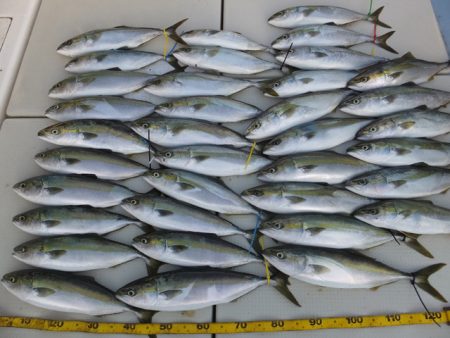 Hit Rush(ヒット ラッシュ） 釣果…