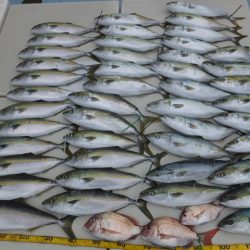 Hit Rush(ヒット ラッシュ） 釣果