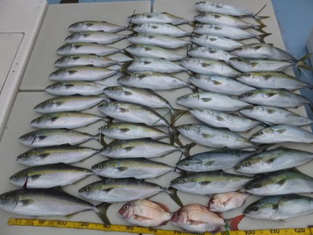 Hit Rush(ヒット ラッシュ） 釣果…