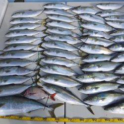 Hit Rush(ヒット ラッシュ） 釣果