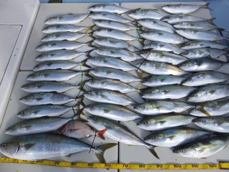 Hit Rush(ヒット ラッシュ） 釣果…