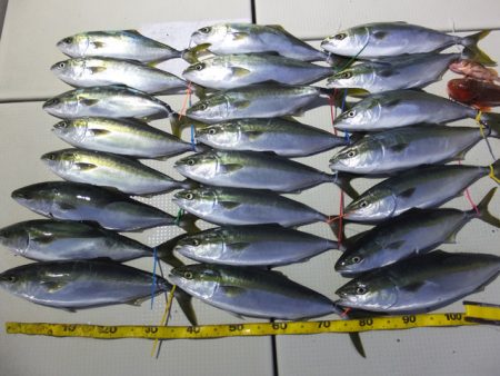 Hit Rush(ヒット ラッシュ） 釣果…