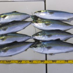 Hit Rush(ヒット ラッシュ） 釣果