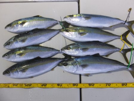 Hit Rush(ヒット ラッシュ） 釣果…