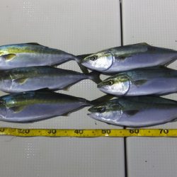 Hit Rush(ヒット ラッシュ） 釣果