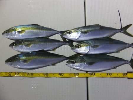 Hit Rush(ヒット ラッシュ） 釣果…