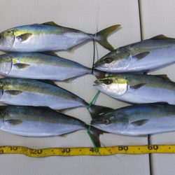 Hit Rush(ヒット ラッシュ） 釣果