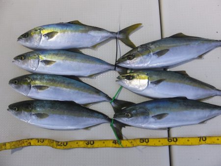 Hit Rush(ヒット ラッシュ） 釣果…