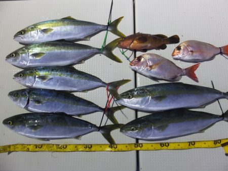 Hit Rush(ヒット ラッシュ） 釣果…