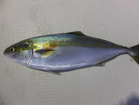 Hit Rush(ヒット ラッシュ） 釣果…